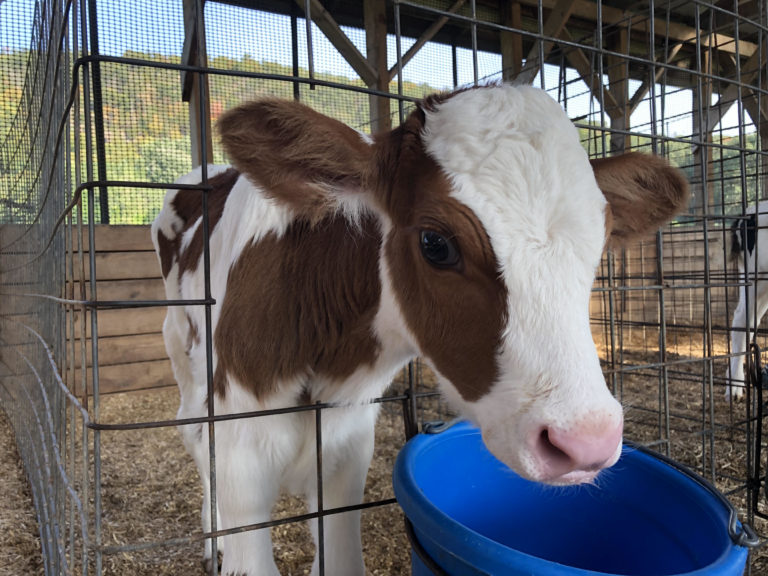 name-the-calf-q-barstow-s-dairy-store-and-bakery