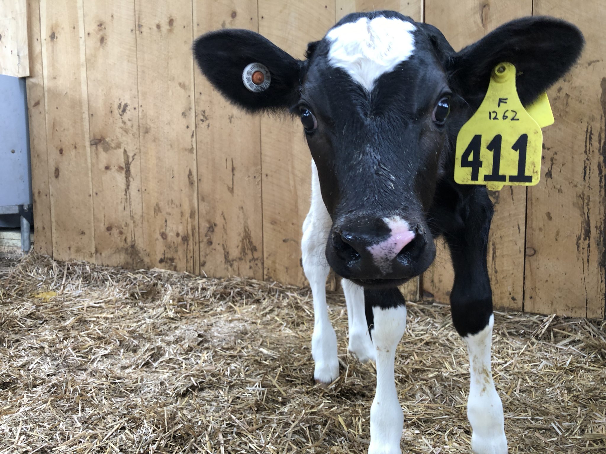Name the Calf Contest “I” – Barstow's Dairy Store and Bakery